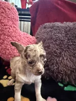 Chanel akc tiny, a female Chihuahua for sale in Seneca, MO – 1 of 9