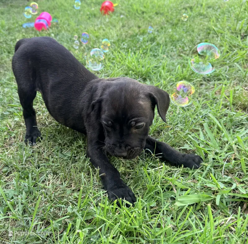 Ketch AKC orange collar-Delivery Special! – Cane Corso puppy for sale in Seneca, MO