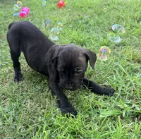 Ketch AKC orange collar-4th of July Special!, a male Cane Corso for sale in Seneca, MO – 3 of 10
