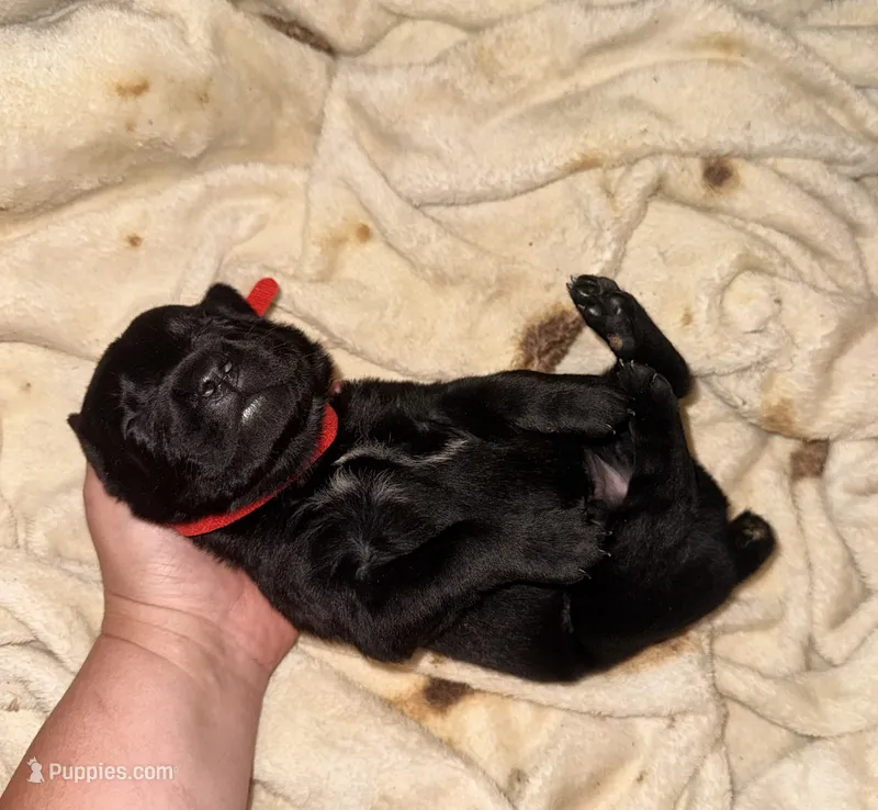 Cain AKC red collar – Cane Corso puppy for sale in Seneca, MO