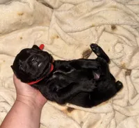 Cain AKC red collar, a male Cane Corso for sale in Seneca, MO – 1 of 7