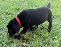Cain AKC red collar- 4th of July Special!, a male Cane Corso for sale in Seneca, MO – 5 of 10
