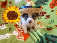 Stuart, a male Chihuahua for sale in Seneca, MO – 4 of 8