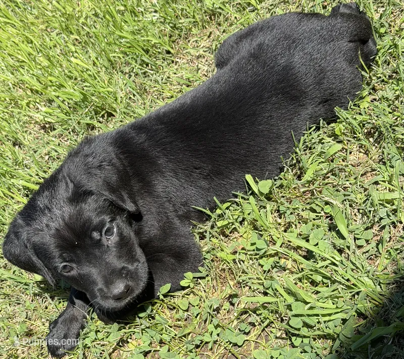 Cain AKC red collar-Delivery Special! – Cane Corso puppy for sale in Seneca, MO