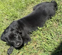Cain AKC red collar- 4th of July Special!, a male Cane Corso for sale in Seneca, MO – 3 of 10