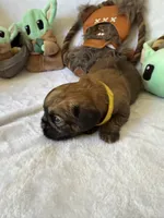 Darth Vader , a male Brussels Griffon for sale in Seneca, MO – 4 of 10
