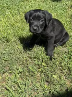 Cain AKC red collar- 4th of July Special!, a male Cane Corso for sale in Seneca, MO – 10 of 10