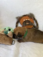 Chubacca (Chewy), a male Brussels Griffon for sale in Seneca, MO – 5 of 10