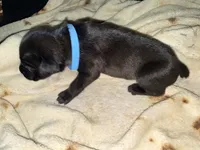 Rufus AKC blue collar, a male Cane Corso for sale in Seneca, MO – 7 of 10