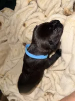 Rufus AKC blue collar, a male Cane Corso for sale in Seneca, MO – 5 of 10