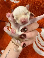 Winnie, a female Chihuahua for sale in Seneca, MO – 3 of 4