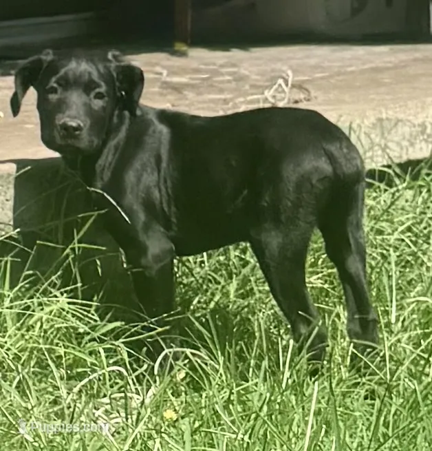 Cain AKC red collar – Cane Corso puppy for sale in Seneca, MO