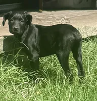Cain AKC (age discount), a male Cane Corso for sale in Seneca, MO – 1 of 9