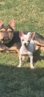 Athena, a female French Bulldog for sale in Seneca, MO – 5 of 6