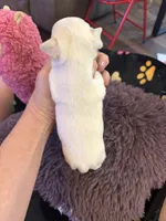 Olaf, a male Chihuahua for sale in Seneca, MO – 8 of 10