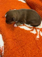 Bates, a male Chihuahua for sale in Seneca, MO – 3 of 6
