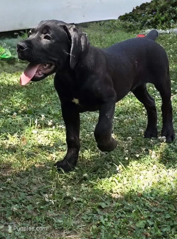 Dean AKC green collar – Cane Corso puppy for sale in Seneca, MO