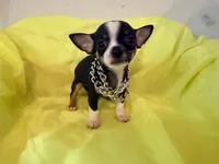 AKC Blackbeard, a male Chihuahua for sale in Seneca, MO – 3 of 8