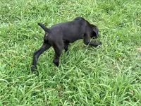 Crowley AKC (age discount), a male Cane Corso for sale in Seneca, MO – 5 of 10