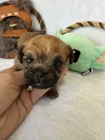 Chubacca (Chewy), a male Brussels Griffon for sale in Seneca, MO – 7 of 10