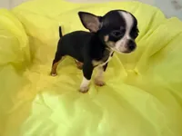 AKC Blackbeard, a male Chihuahua for sale in Seneca, MO – 8 of 8
