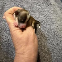 Chiquita, a female Chihuahua for sale in Seneca, MO – 3 of 4
