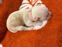 Winnie, a female Chihuahua for sale in Seneca, MO – 1 of 4