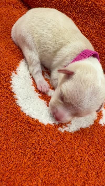 Raven, a female Chihuahua for sale in Seneca, MO – 5 of 5