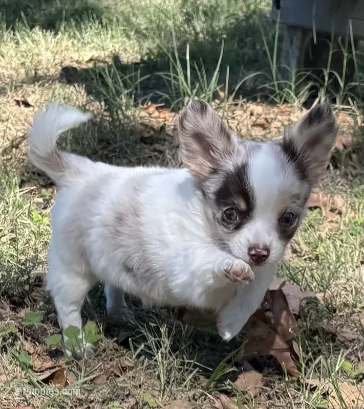 Stuart – Chihuahua puppy for sale in Seneca, MO