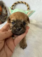 Jawa (Zippy), a male Brussels Griffon for sale in Seneca, MO – 7 of 10