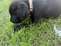 Crowley AKC yellow collar-4th of July Special!, a male Cane Corso for sale in Seneca, MO – 10 of 10