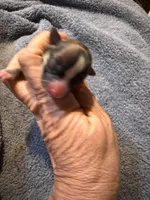 Lupita, a female Chihuahua for sale in Seneca, MO – 4 of 6