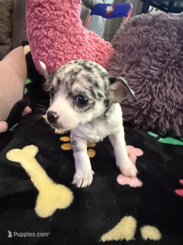 Louis akc – Chihuahua puppy for sale in Seneca, MO