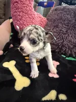 Louis akc, a male Chihuahua for sale in Seneca, MO – 1 of 10