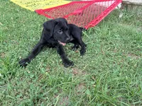 Cain AKC red collar, a male Cane Corso for sale in Seneca, MO – 2 of 10