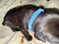 Rufus AKC blue collar, a male Cane Corso for sale in Seneca, MO – 9 of 10