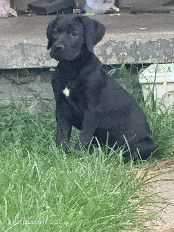 Dean AKC green collar – Cane Corso puppy for sale in Seneca, MO