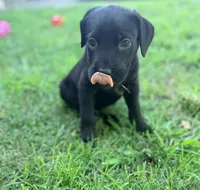 Crowley AKC yellow collar-4th of July Special!, a male Cane Corso for sale in Seneca, MO – 7 of 10