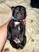 Rufus AKC blue collar, a male Cane Corso for sale in Seneca, MO – 1 of 10