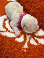 Raven, a female Chihuahua for sale in Seneca, MO – 4 of 5