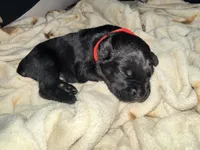 Cain AKC red collar, a male Cane Corso for sale in Seneca, MO – 6 of 7