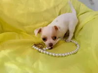 AKC Pearl, a female Chihuahua for sale in Seneca, MO – 7 of 10