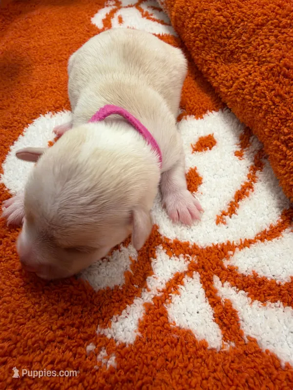 Raven – Chihuahua puppy for sale in Seneca, MO