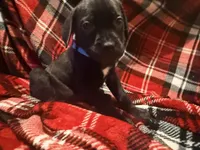 Rufus AKC blue collar - 4th of July Special!, a male Cane Corso for sale in Seneca, MO – 5 of 10