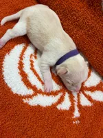 Luna, a female Chihuahua for sale in Seneca, MO – 3 of 5