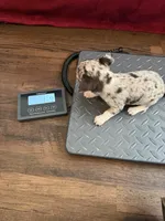 Gucci akc tiny, a female Chihuahua for sale in Seneca, MO – 9 of 9