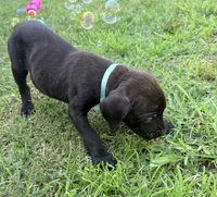 Ketch AKC orange collar-4th of July Special!, a male Cane Corso for sale in Seneca, MO – 9 of 10