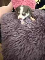 Christoff, a male Chihuahua for sale in Seneca, MO – 5 of 8