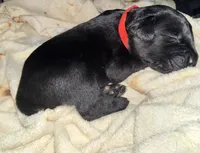 Cain AKC red collar, a male Cane Corso for sale in Seneca, MO – 3 of 7