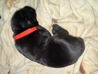 Cain AKC red collar, a male Cane Corso for sale in Seneca, MO – 7 of 7